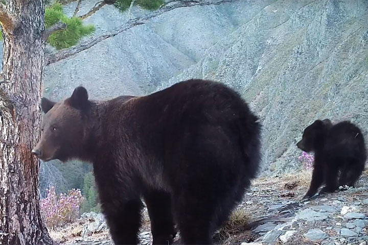 Медвежонок-шалун и его мама попали на видео 