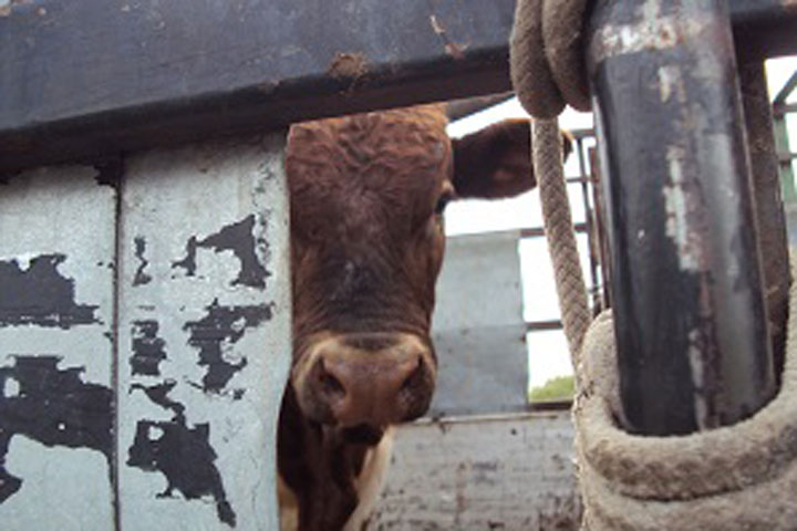 Надзорники в Хакасии остановили грузовик с быками без документов