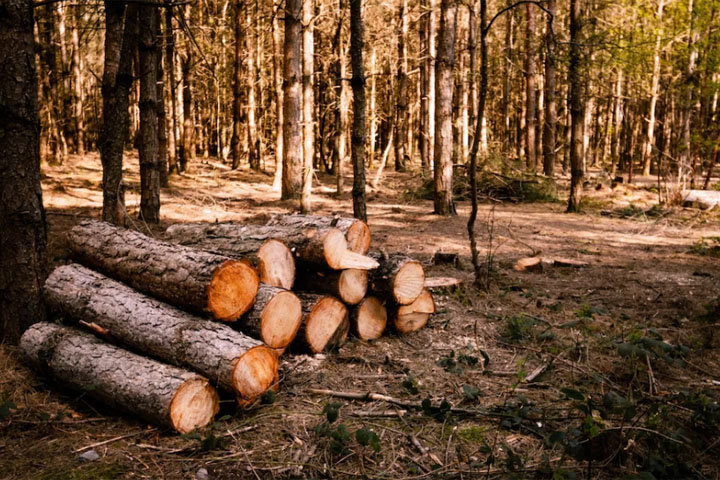 В Хакасии возбуждено уголовное дело по факту рубки леса 