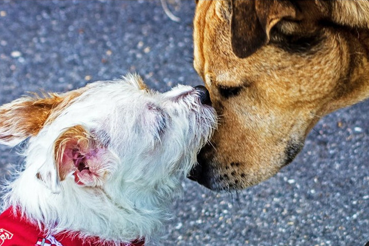 В Госдуме отвергли предложения лишать жизни бродячих собак