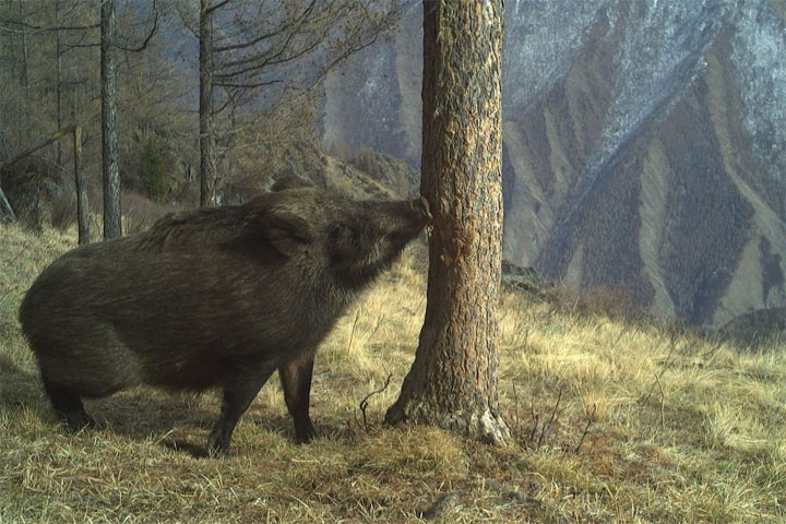 Рядом с Хакасией засняли уникальные зарисовки из мира животных