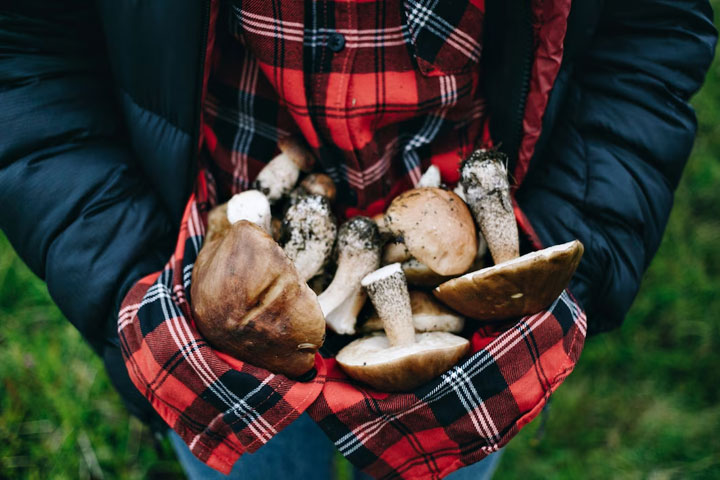 Что нужно знать жителям Хакасии, чтобы не отравиться грибами