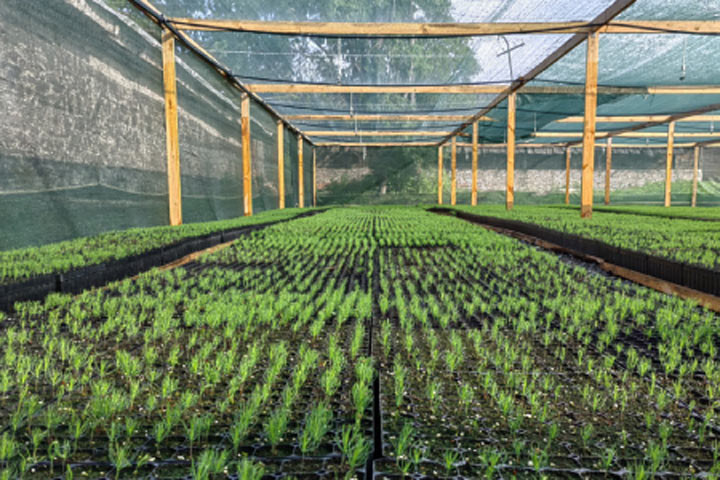 В Хакасии впервые вырастят сеянцы сосны с закрытой корневой системой