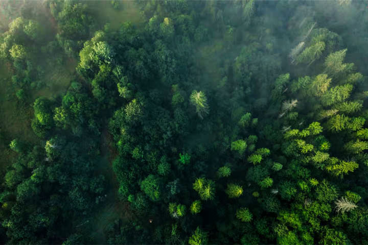 В Хакасии увеличилась площадь диких «ореховых» лесов