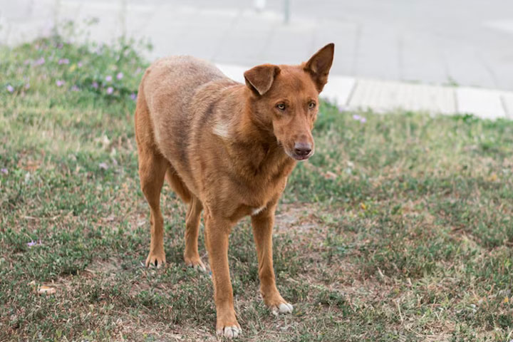 В Хакасии непросто найти профессиональных отловщиков собак