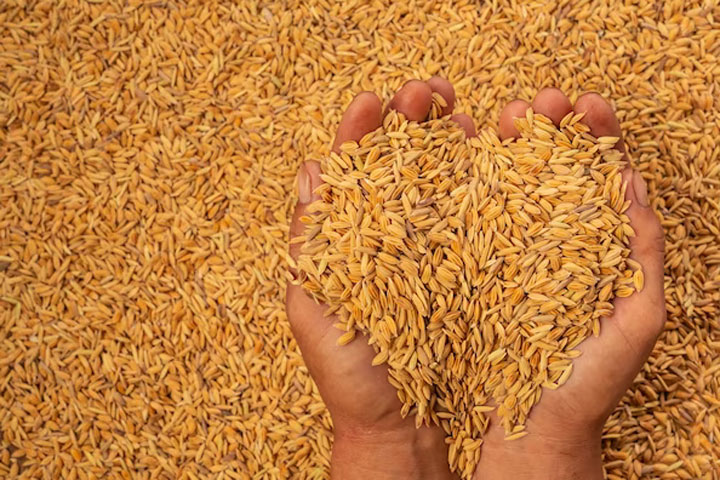 Еще 3 предприятия Хакасии будут экспортировать зерно в Китай