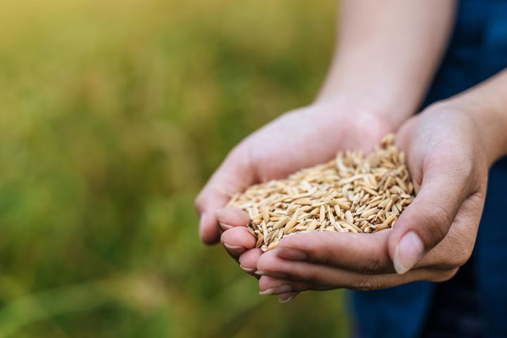 Хакасия увеличила экспорт зерна