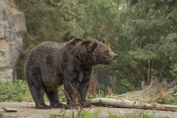 «Сунулись туда по глупости»  - туристы рассказали о встрече с медведем 