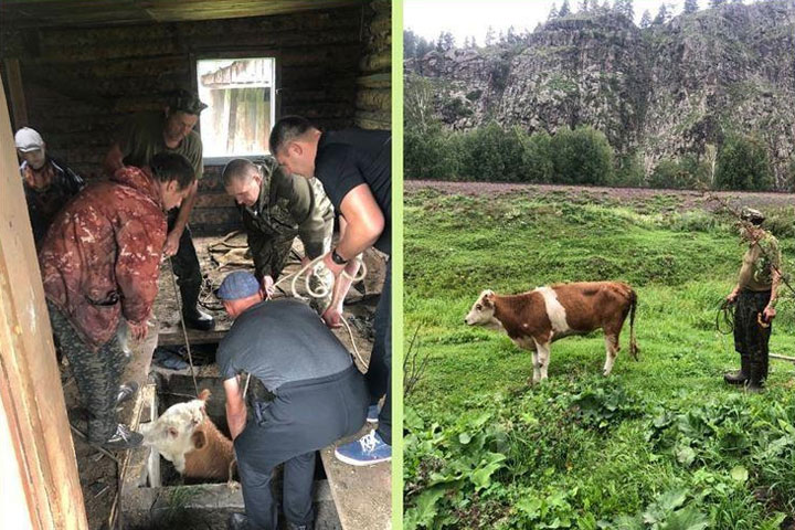 В Хакасии спасли корову, которая три дня не могла выбраться из заброшенного дома