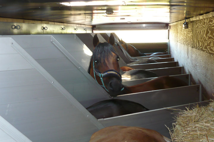 В Хакасию вернули 40 лошадей, отправленных в Казахстан