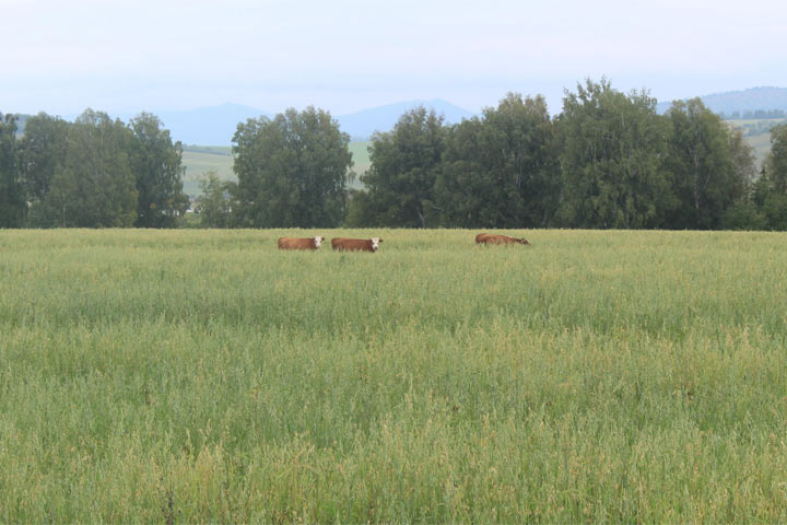 В Таштыпском районе заготовке сена мешают лошади и коровы 