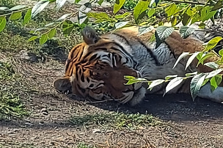 Абаканский зоопарк пригласил на День рождения амурского​ тигра​ Сильвера