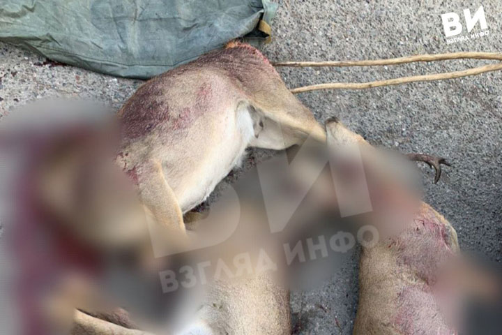 В Минусинском районе задержали браконьеров с косулями в багажнике