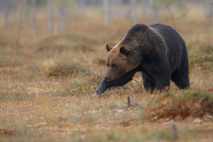В беренжакской тайге медведица напала на жителя Шира 
