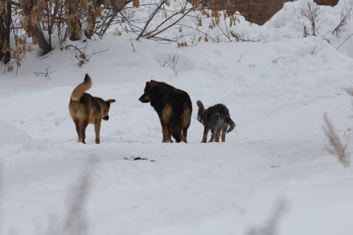 Агрессивными собаками в Черногорске заинтересовался СК 
