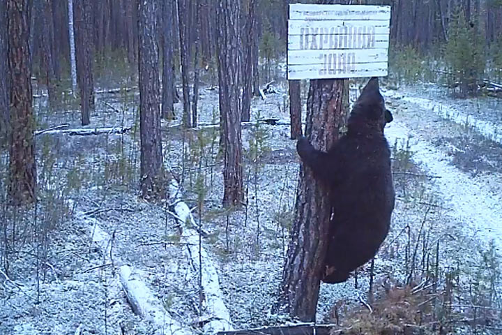 Бурый медведь проверил указатели в заповеднике - видео