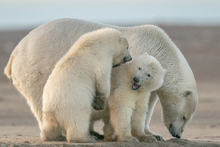 Детенышам белых медведей стало труднее выживать