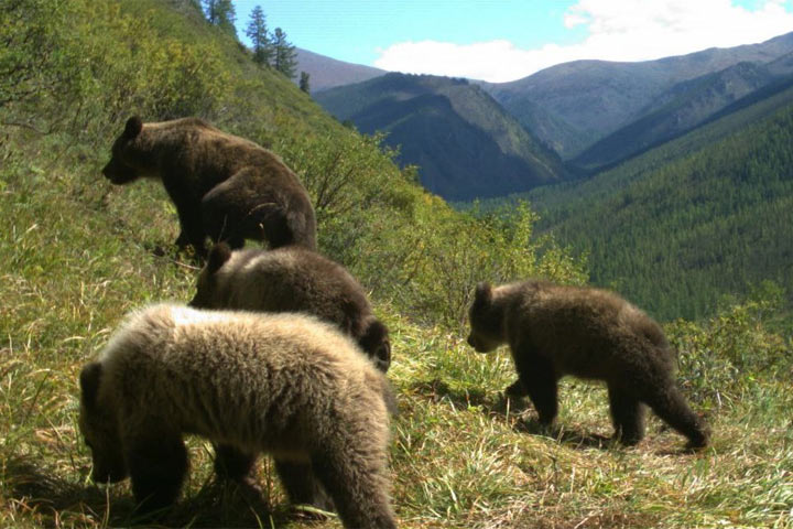 В Хакасии медведи выйдут к людям из-за неурожая орехов и ягод 