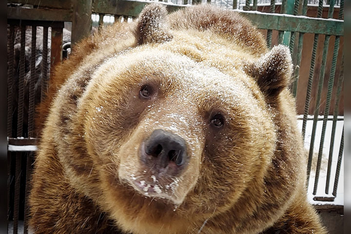 В Абакане медведи так и не переехали в новое жилье за 10 миллионов