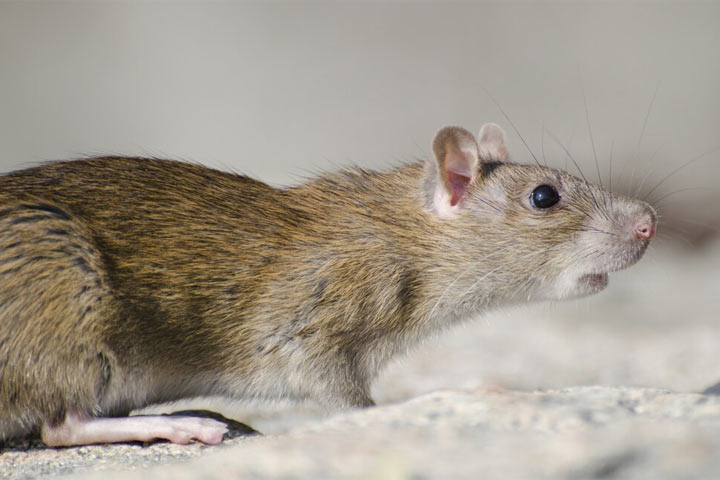 Крысы нападают на людей - что ждет Хакасию