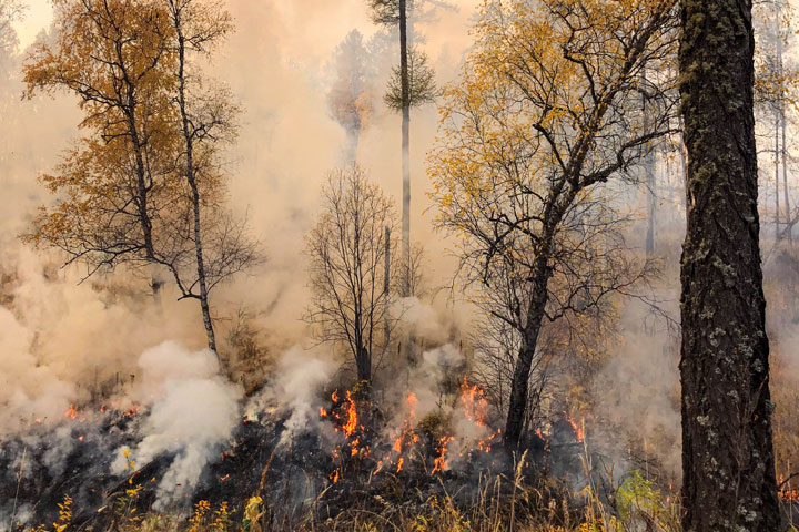 В Аскизском районе вновь горел лес 