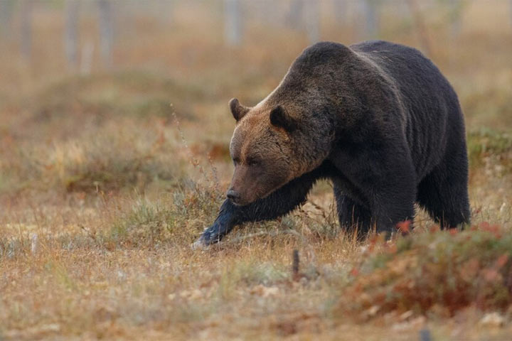 Медведь снова в деле в Красноярске