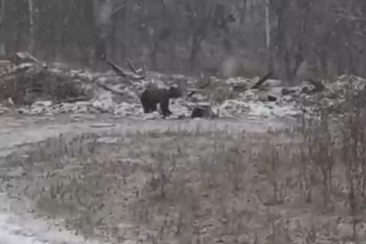 Медведь прогуливался на окраине села в Хакасии