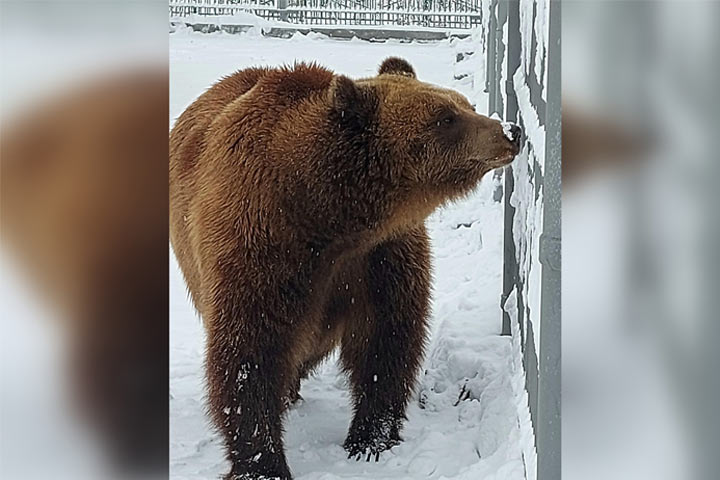 Медведи в Абаканском зоопарке не впадают в спячку 