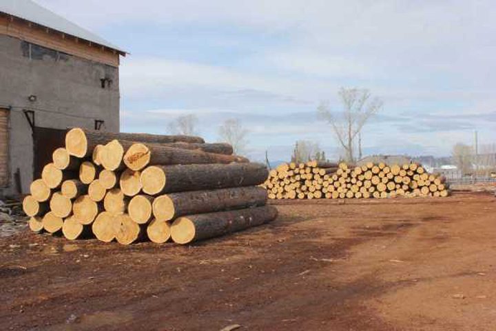 В Хакасии будут судить группу черных лесорубов, продавших древесины на 30 млн