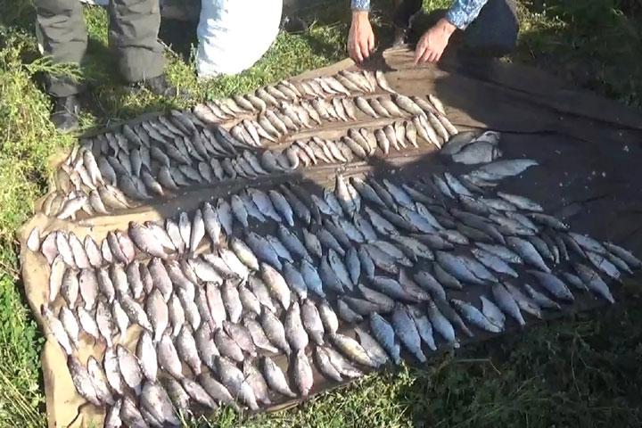 В Хакасии будут судить рыбаков-браконьеров из Шушенского 