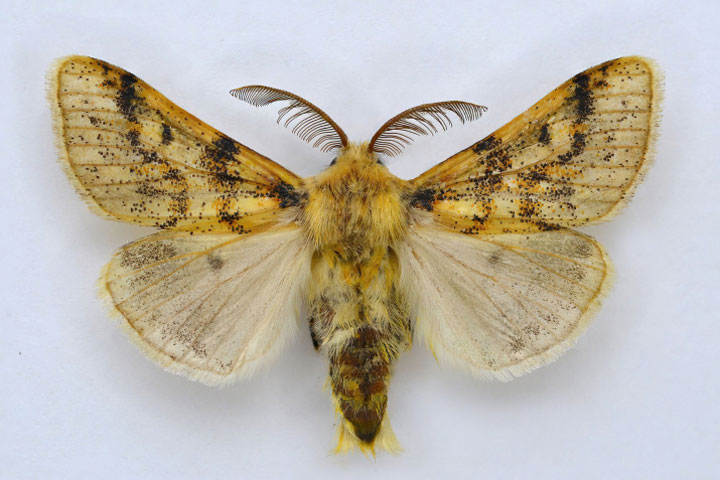 В Хакасии впервые нашли редкие виды бабочек