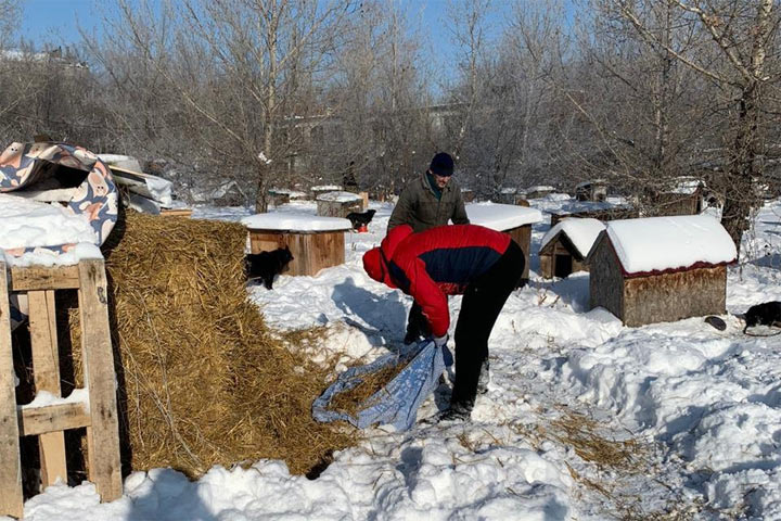 В Саяногорске приюту «Кот и Пес» понадобилась помощь волонтеров