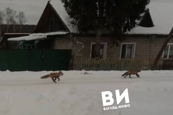 Дикие лисы вышли к людям в Минусинском районе