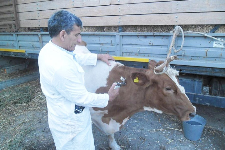 Еще в одном селе Хакасии из-за болезни животных ввели карантин