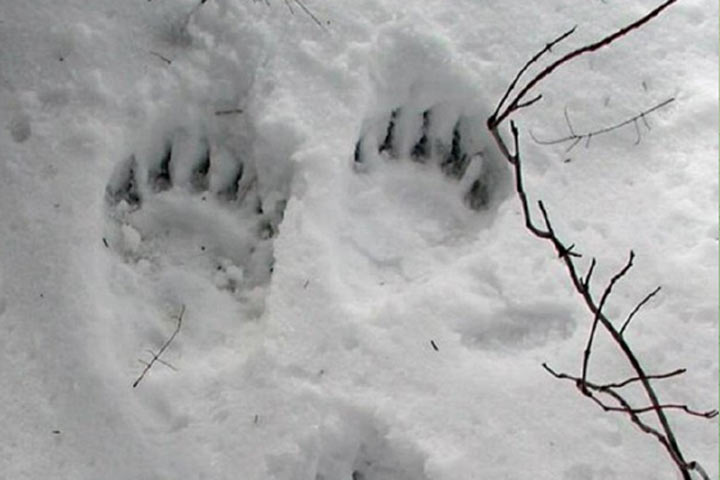 Медведь прогулялся возле школы в Томской области