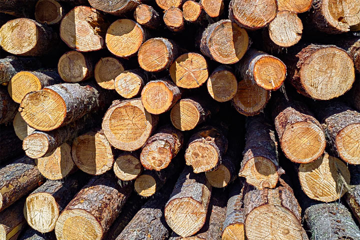 В Хакасии лесники привезли дрова семьям участников СВО