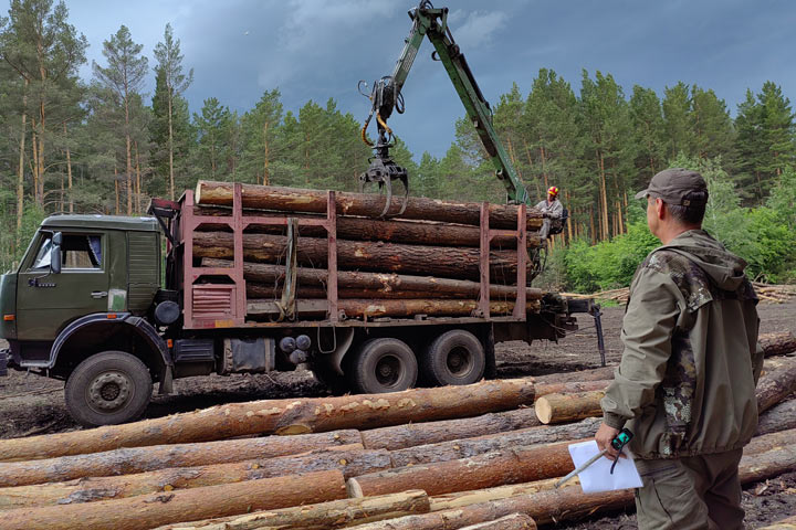 Более трех тысяч жителей Хакасии приобрели для себя лесные насаждения 