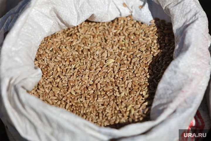 Россия на полгода запретит вывозить пшеницу из страны