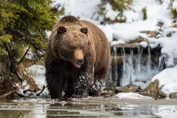 Медведь-шатун напал на бригаду лесозаготовщиков – пострадали двое