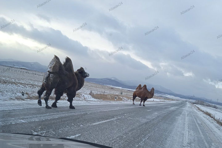В Хакасии замечены разгуливающие по трассе верблюды 