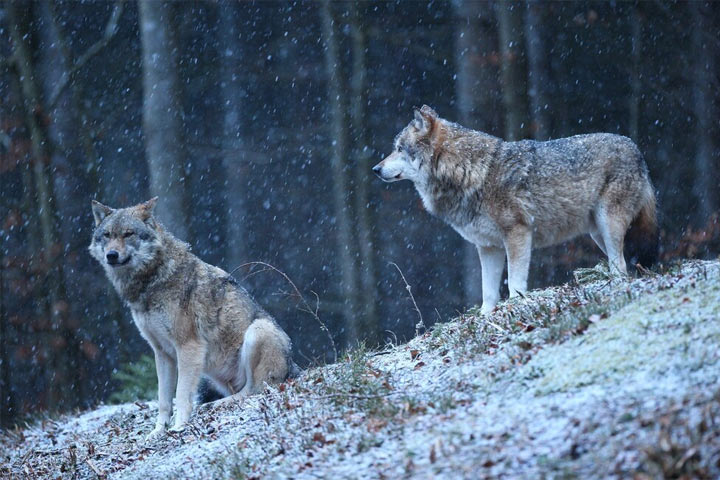 Волки в заснеженном лесу рядом с Хакасией