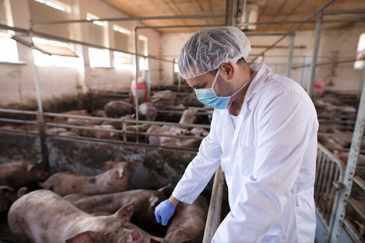 Фермера осудят за распространение африканской чумы свиней