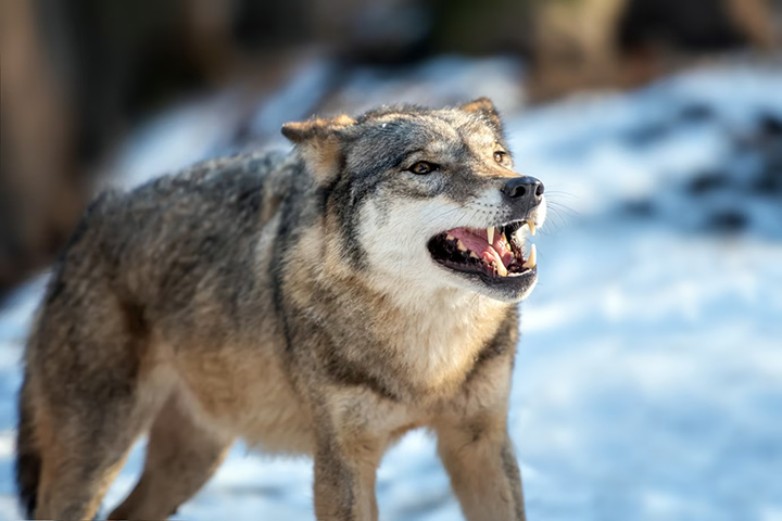 «Волки уже подходят ко дворам» - жители деревни в Хакасии бьют тревогу