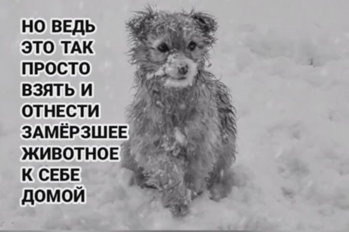 Пять простых способов помочь бездомным животным пережить зиму - не проходи мимо!