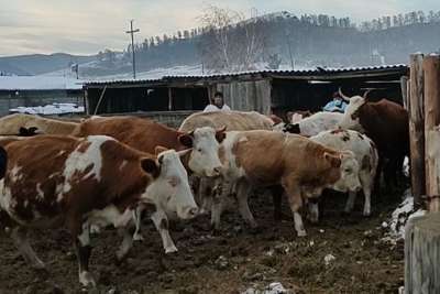 Сельское хозяйство