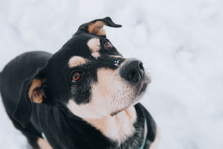 Правительство Хакасии выделит деньги на содержание агрессивных собак в приютах