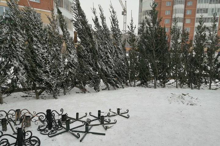 В столице Хакасии новогодние елки можно сдать в переработку