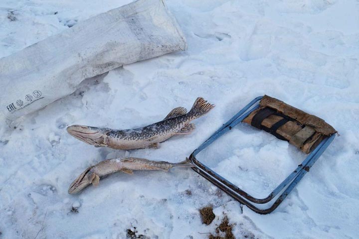 Браконьеры ловили рыбу в заповеднике «Хакасский»