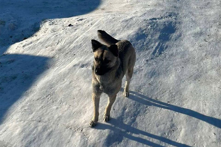 Владельцев собак в Орджоникидзевском районе предупредили о рейдах