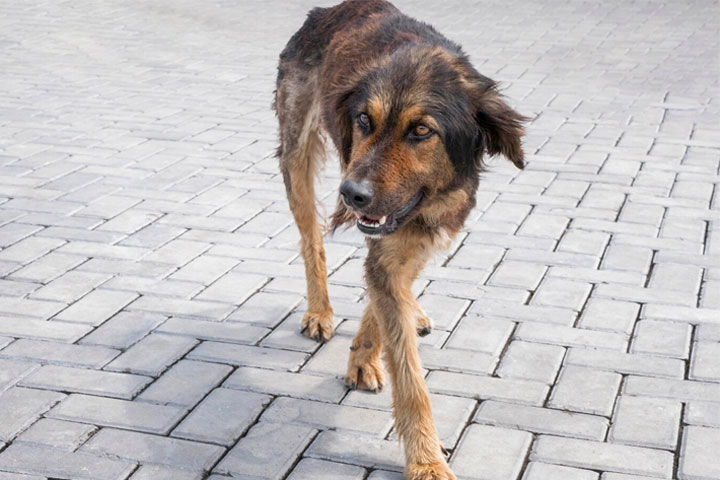 Жительница Абакана, которой из-за нападения собаки потребовалась операция, обратилась к Бастрыкину